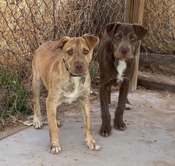 Choco and Guero