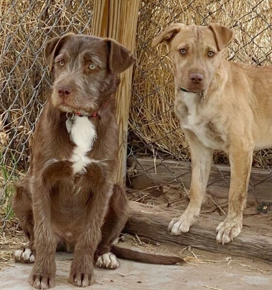 Choco and Guero